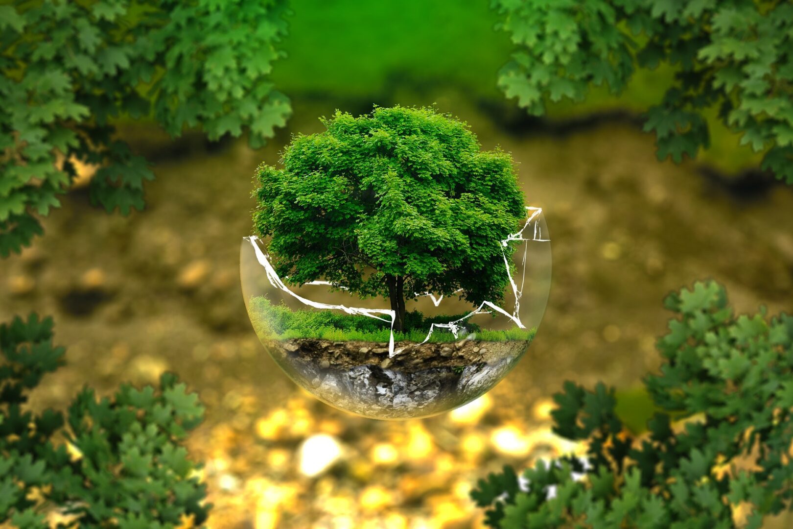 A tree in a glass bowl on the ground