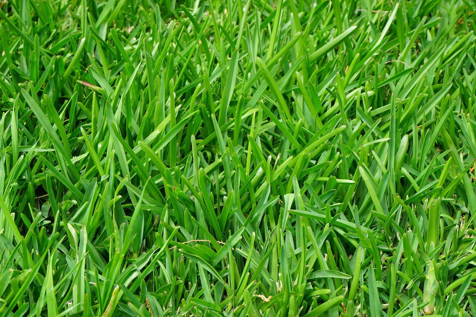 A close up of some green grass