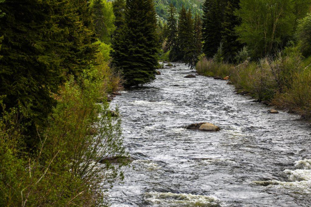 A river flowing through a forest.