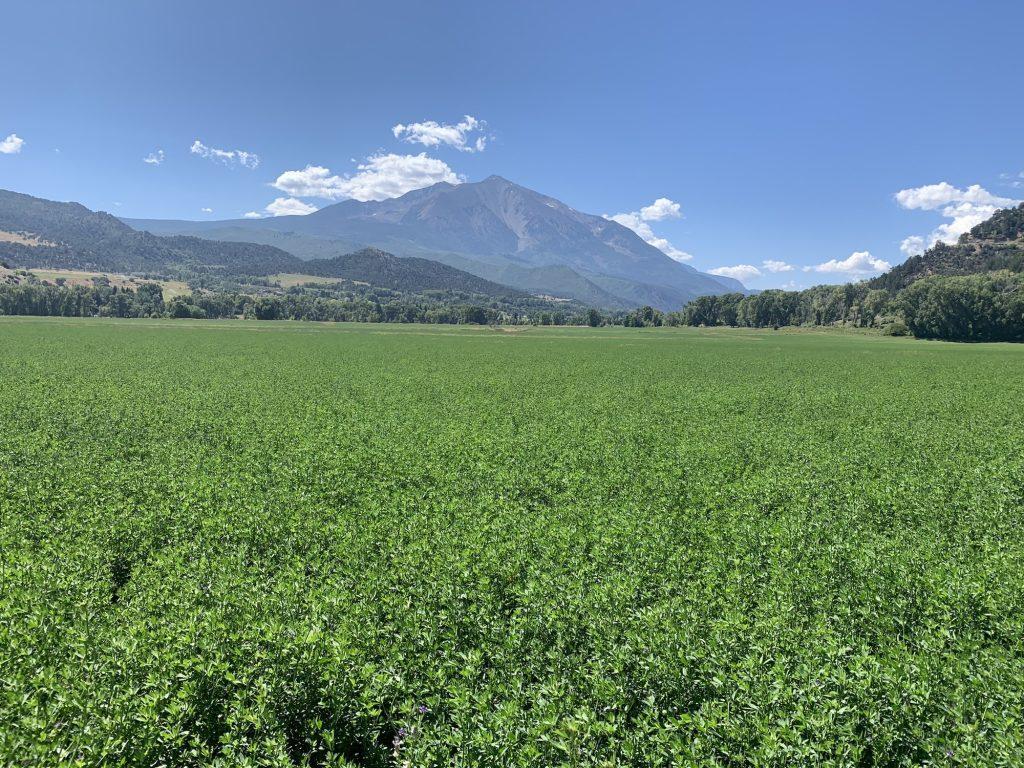 Green field with mountain in background.